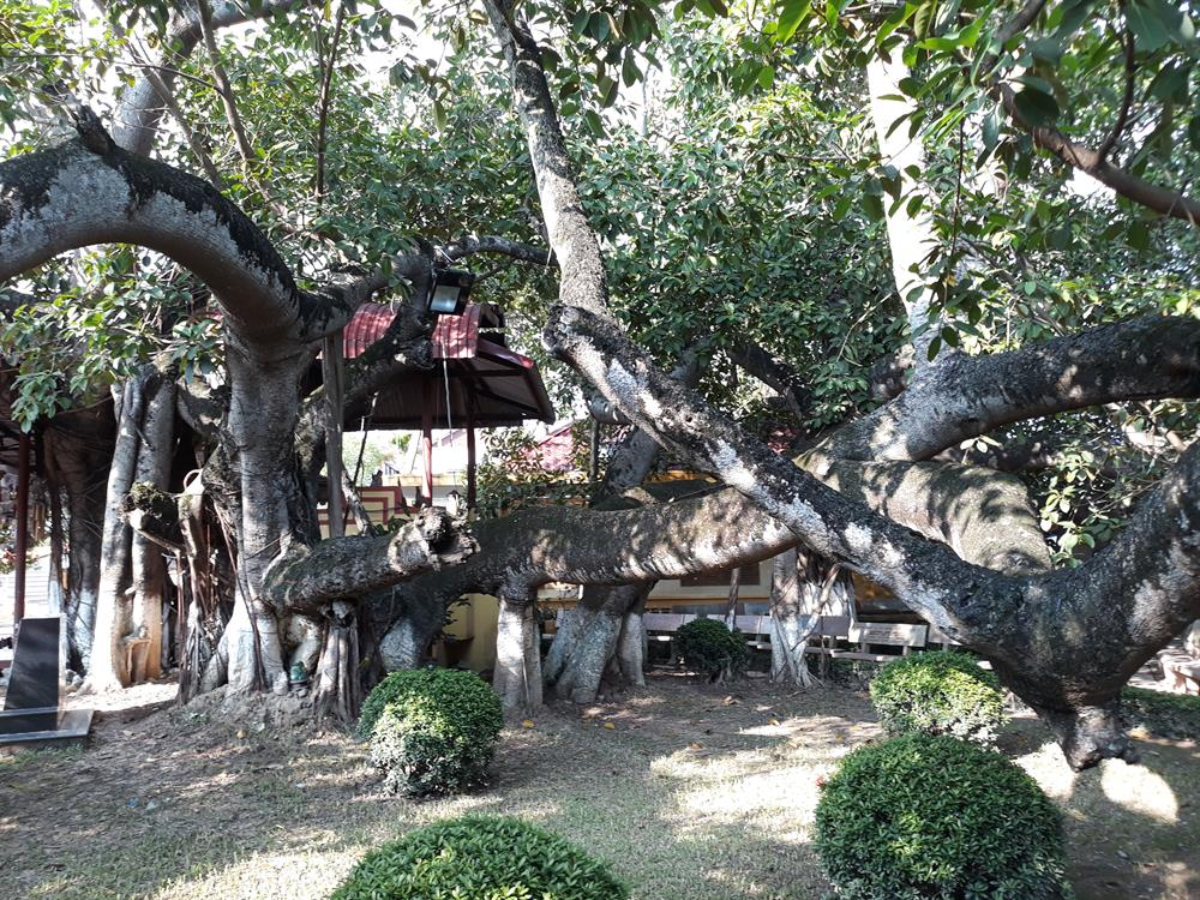 Cây đa cao khoảng 10 m với tán cây xòe rộng
