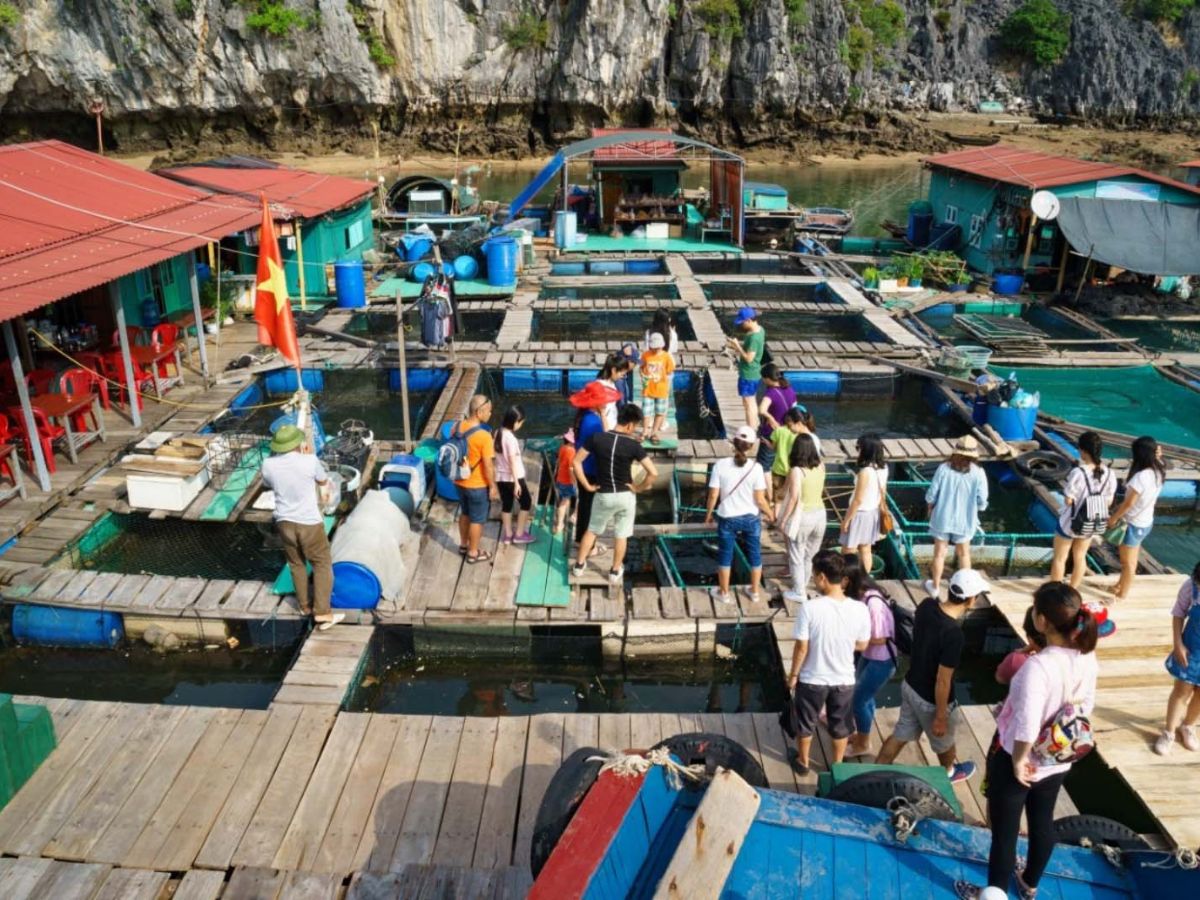 Du khách khám phá làng chài Cái Bèo trên vịnh Lan Hạ