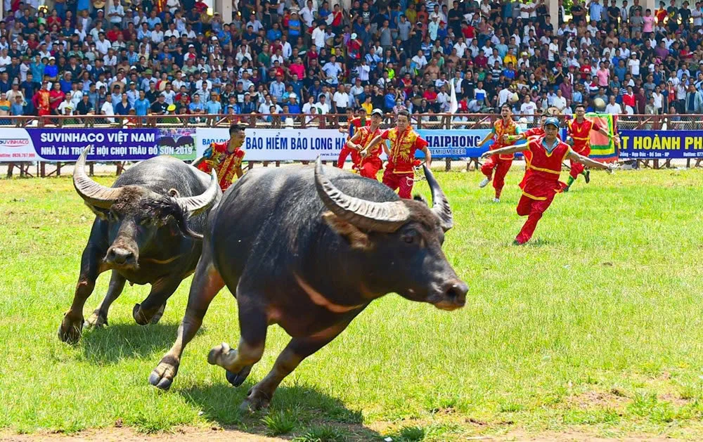 Buffalo fighting matches attract large crowds of local residents and visitors