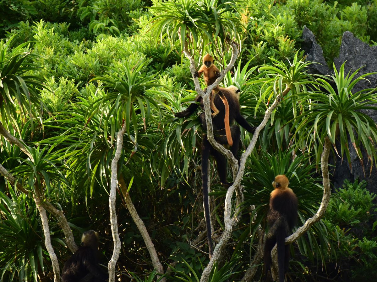 Cat Ba National Park entrance fees currently vary depending on the sightseeing route