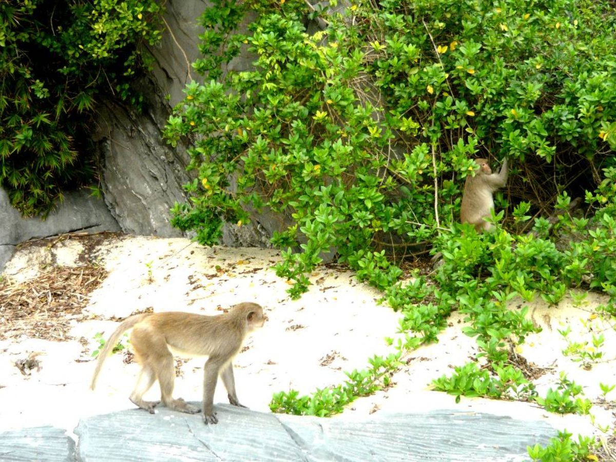 Cat Ba Monkey Island is a popular tourist attraction
