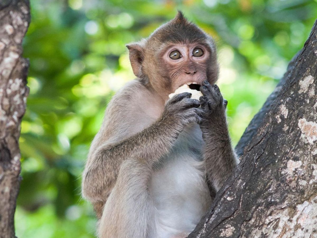 Book your tour or transportation early to plan your Cat Ba Monkey Island itinerary with greater flexibility
