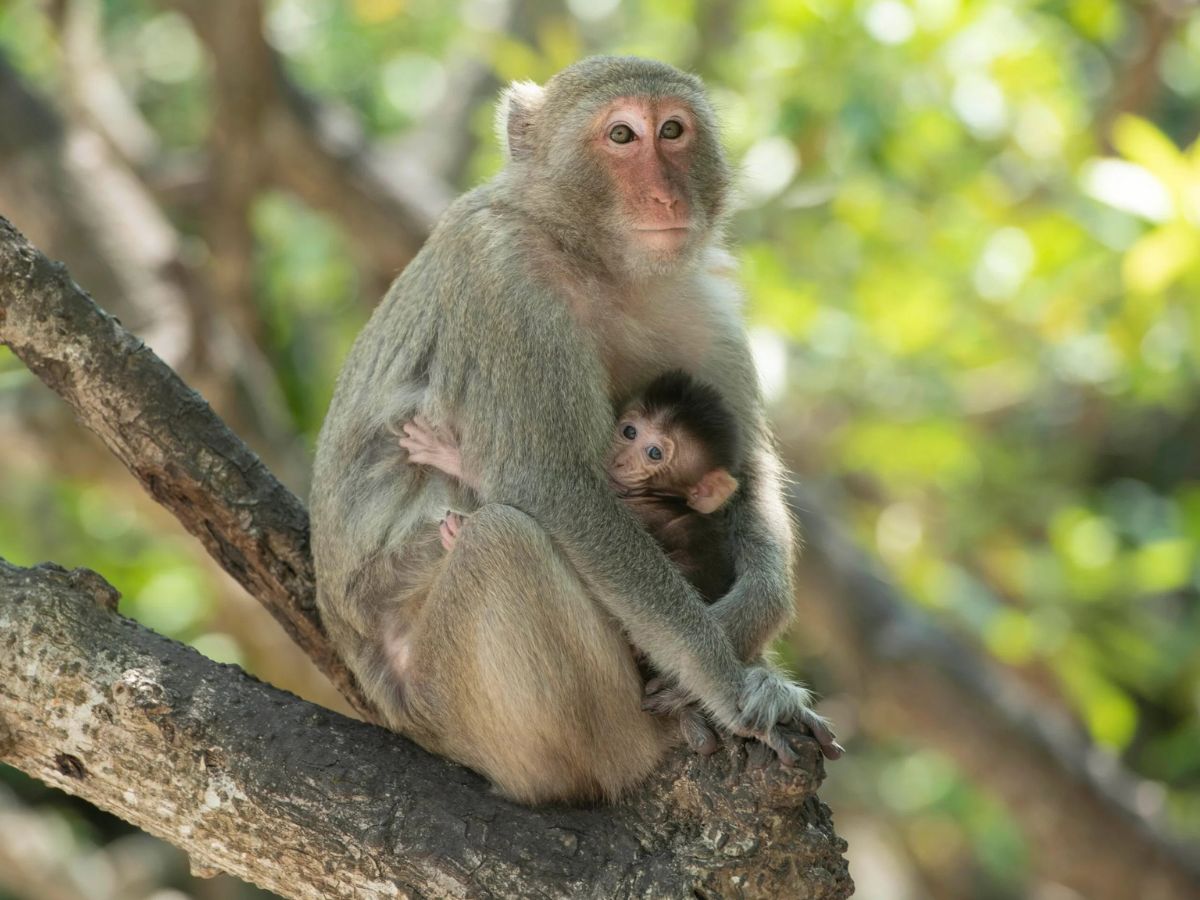 Cat Ba Monkey Island is a popular stop for many visitors
