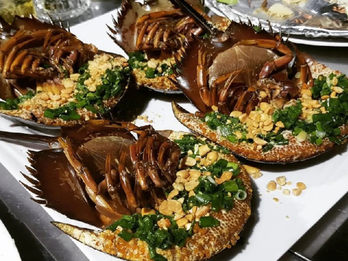 Sam biển là một đặc sản nổi tiếng của vùng biển Cát Bà.
