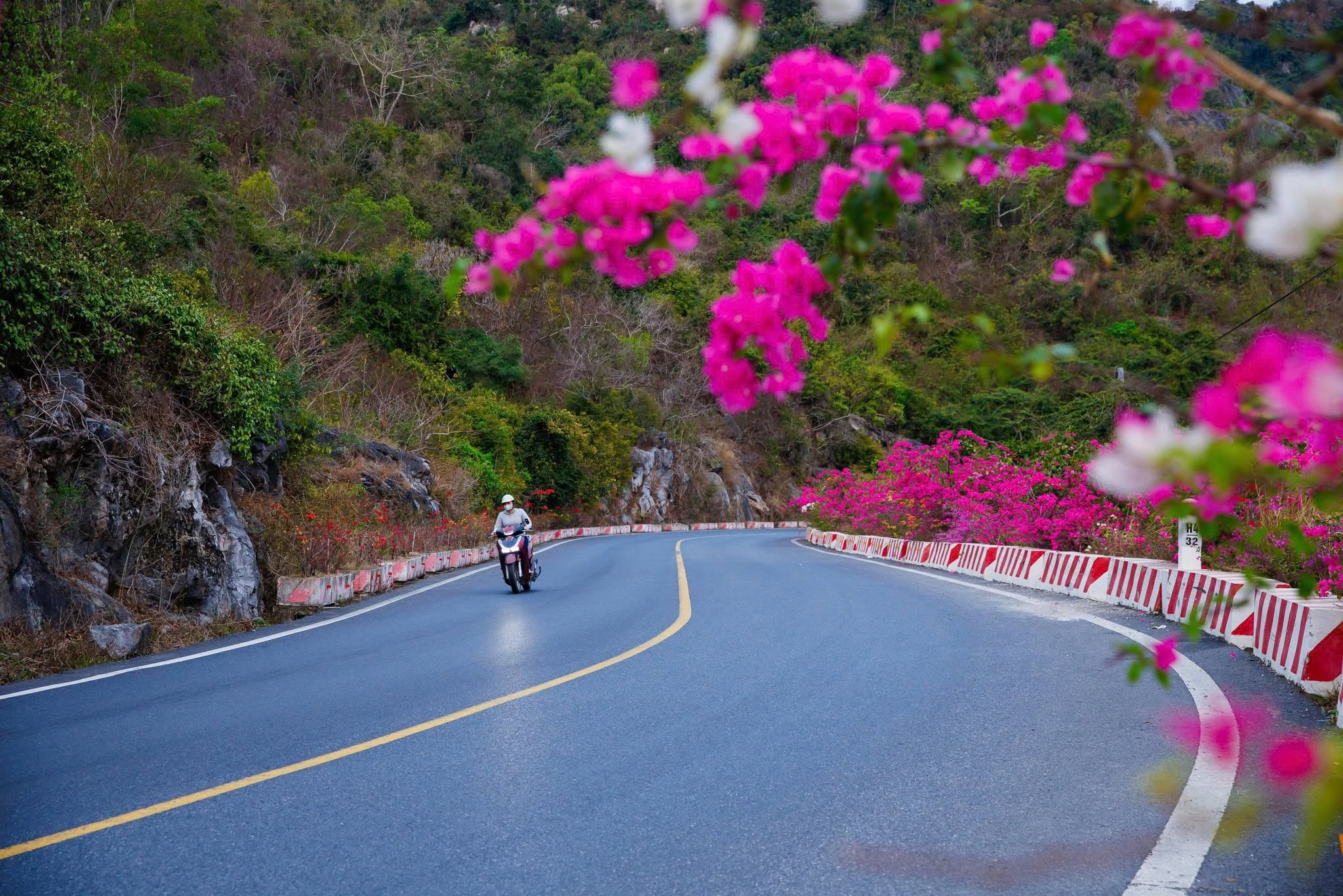 Cung đường di chuyển đến đảo Cát Bà ngập sắc hoa giấy vào mùa thu