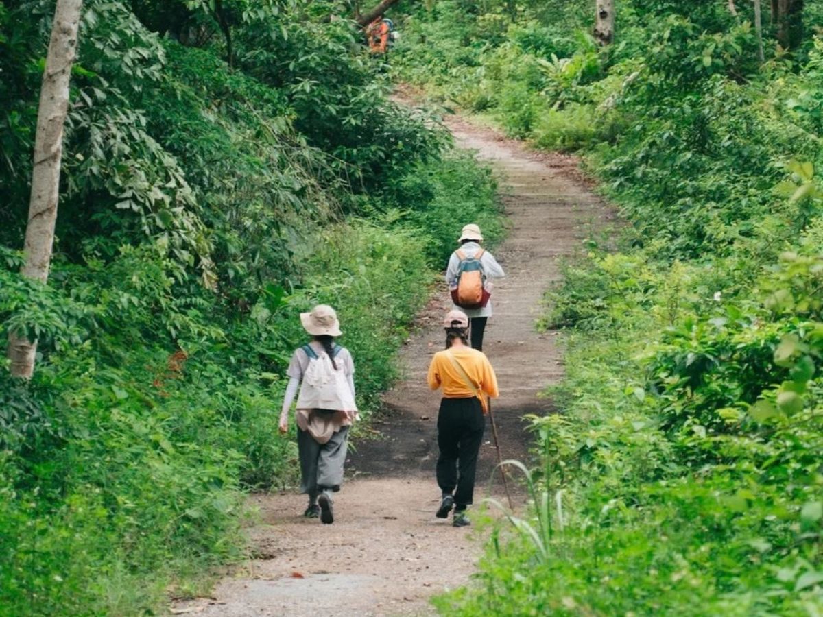 Những cung đường đi xuyên rừng Cát Bà dành cho du khách.