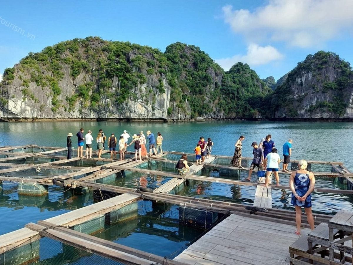 Làng chài Cái Bèo phù hợp để kết hợp trong hành trình khám phá Vịnh Lan Hạ