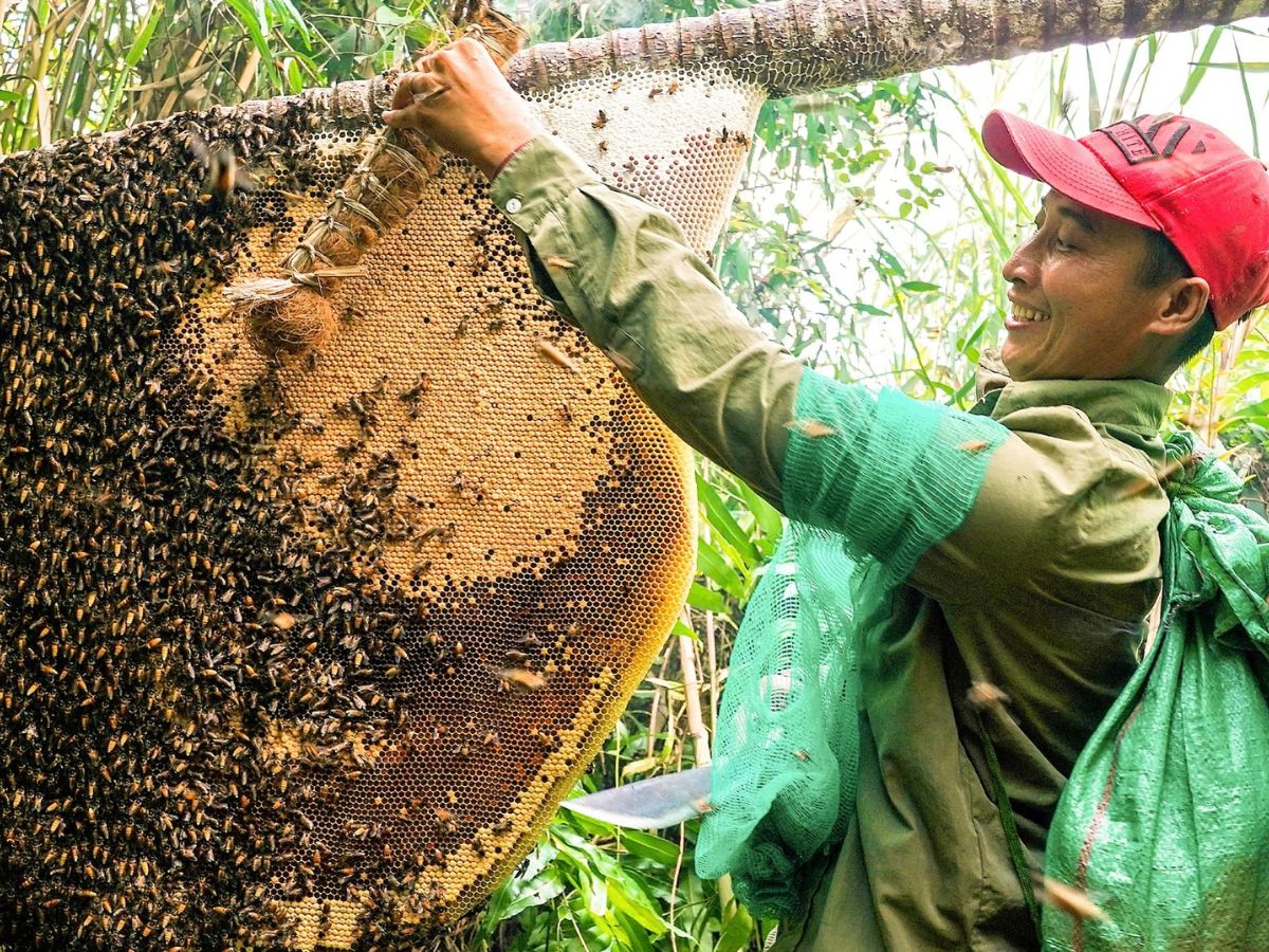 Trải nghiệm cơ sở nuôi ong ở Cát Bà với nhiều điểm hấp dẫn