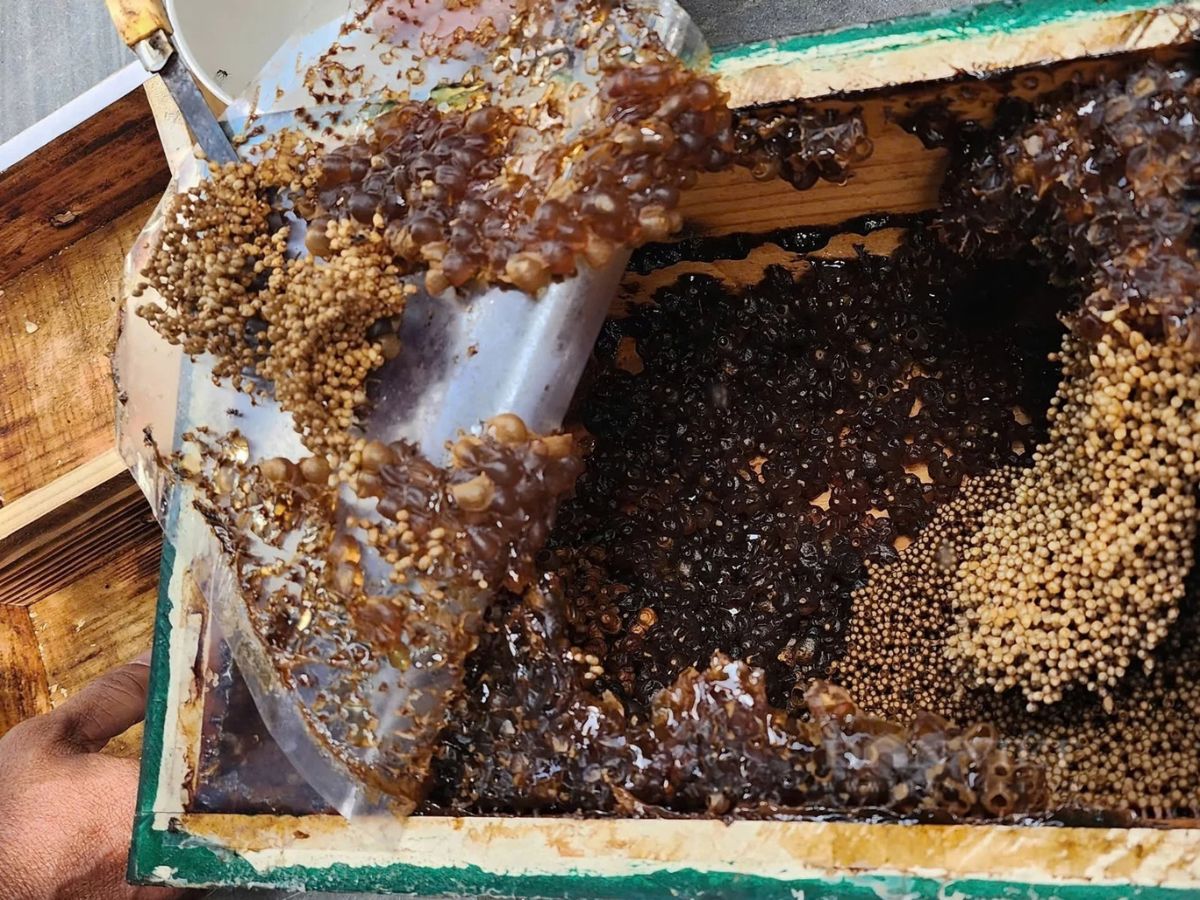 Mật ong Cát Bà có hương vị thơm ngon đặc trưng