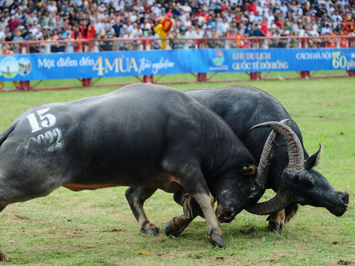 Lễ hội chọi trâu Đồ Sơn 2025 với những màn đấu kịch tính.