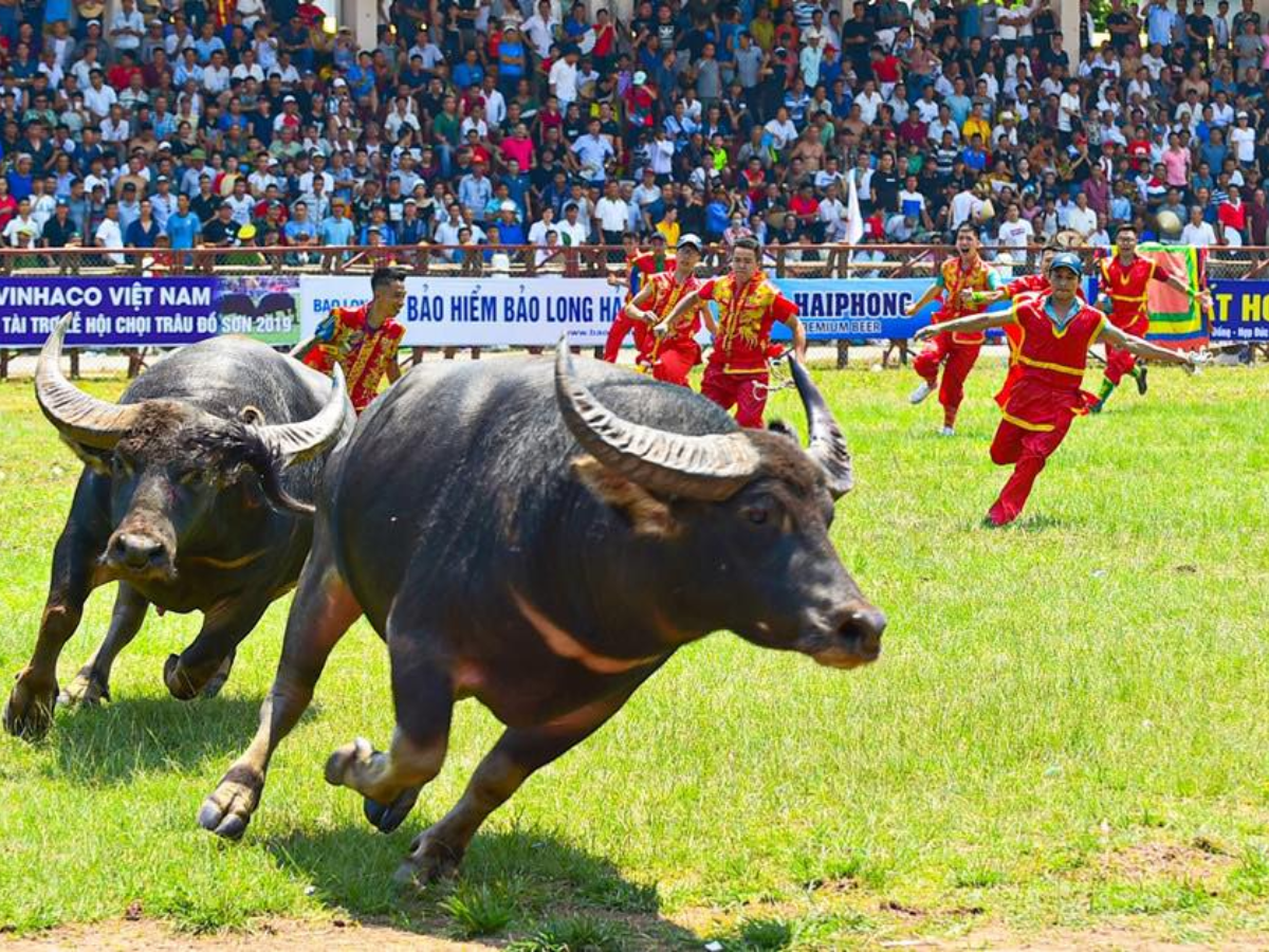 Không khí sôi động tại lễ hội chọi trâu Đồ Sơn. 