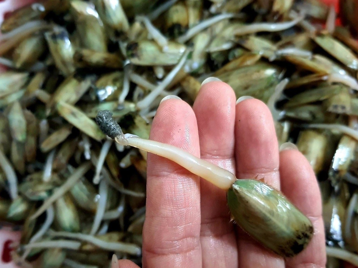 Giá bể được sơ chế kỹ càng. Giá bể được sơ chế kỹ càng.