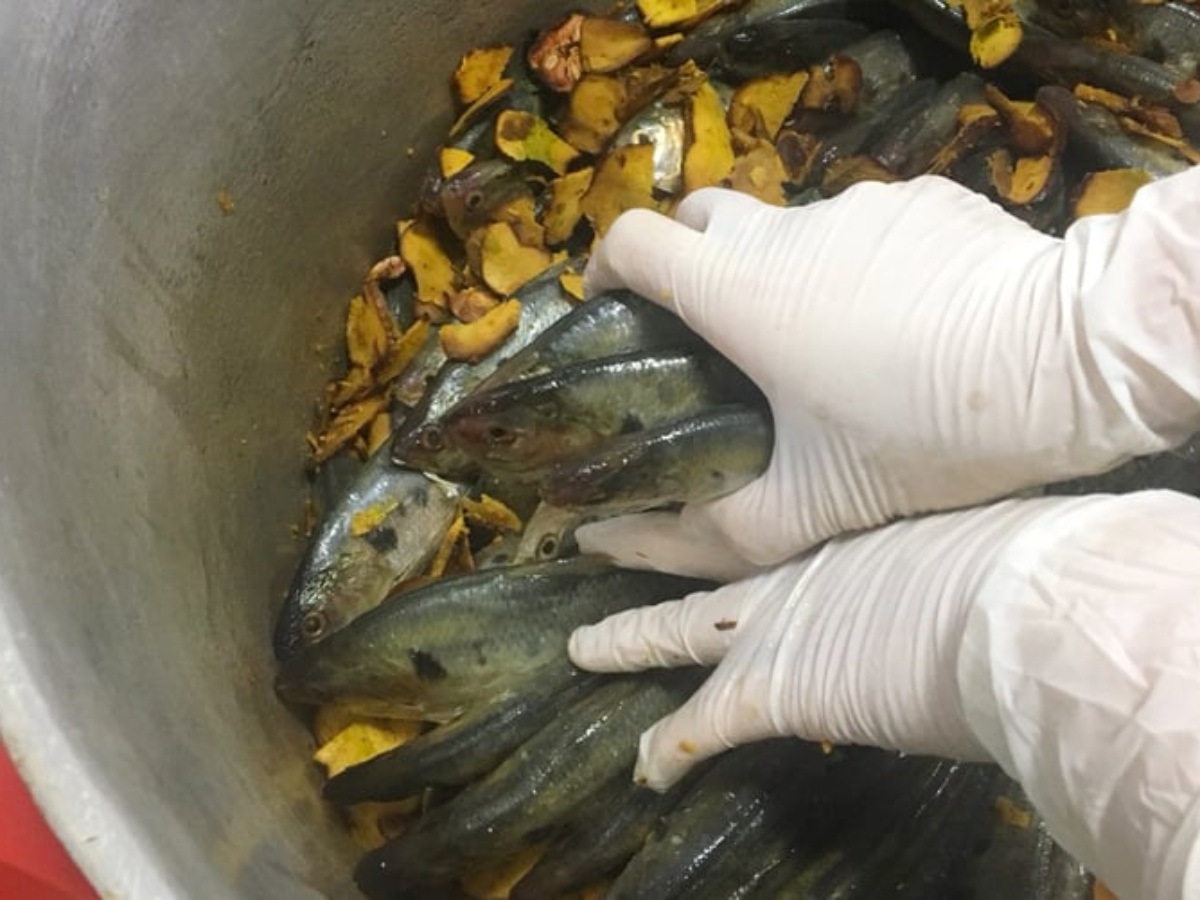 Cá mòi được kho với gừng để khử tanh.