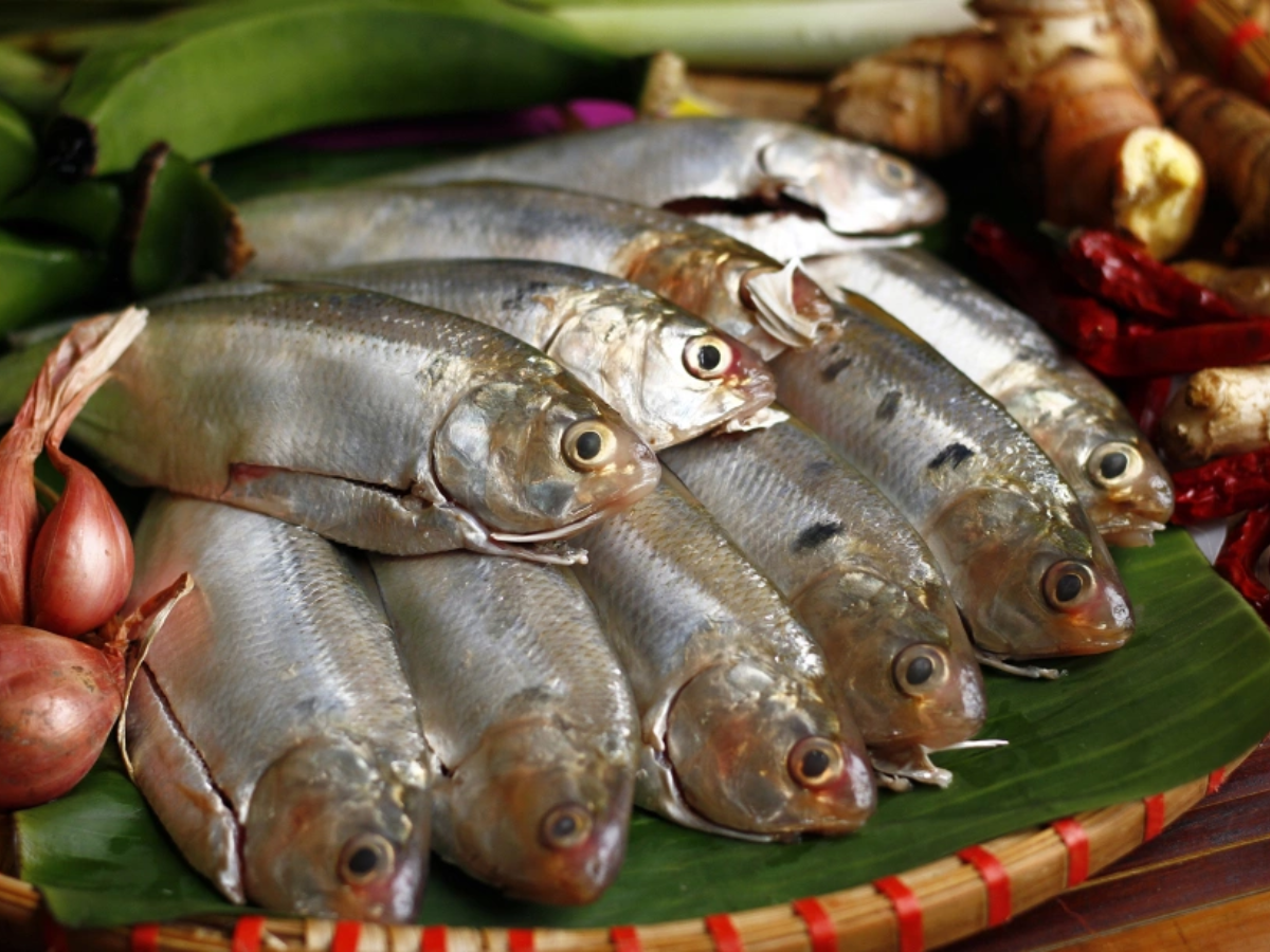 Cá mòi tươi ngon có lớp vảy bạc sáng óng ánh