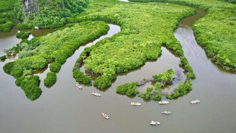 Rừng ngập mặn có ý nghĩa quan trọng trong đời sống ngư dân Cát Bà. (Nguồn: Sưu tầm)