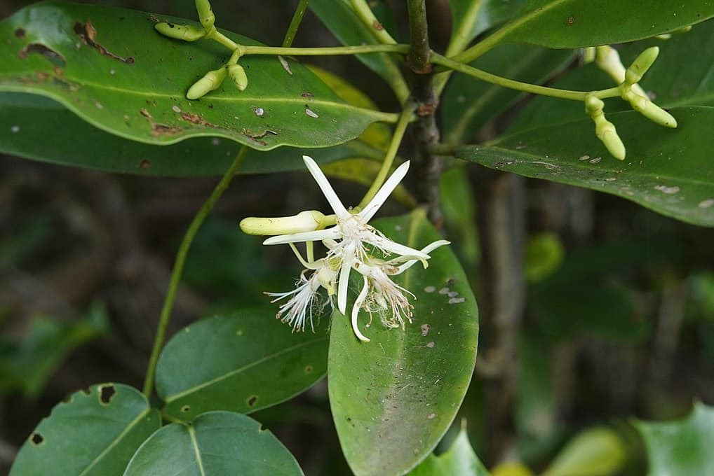 Cây vẹt là thực vật tiêu biểu tại rừng ngập mặn Cát Bà. (Nguồn: Sưu tầm)